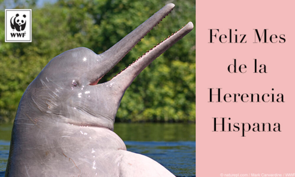 Pink river dolphin Spanish ecard