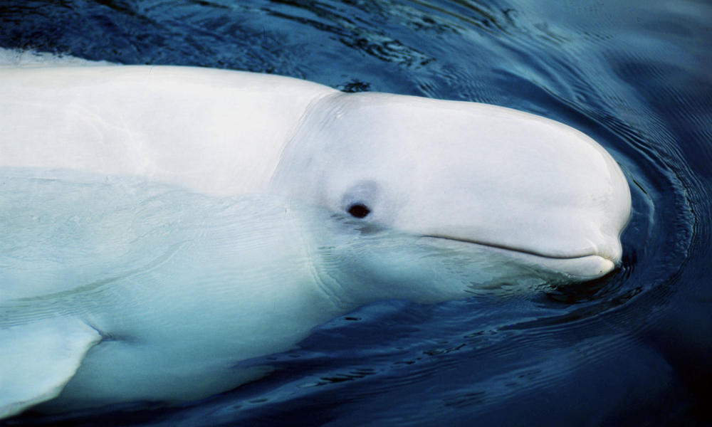 Kevin Schafer/WWF-Canon