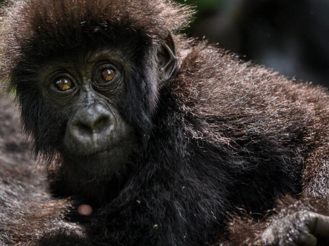 baby gorilla and adult gorilla