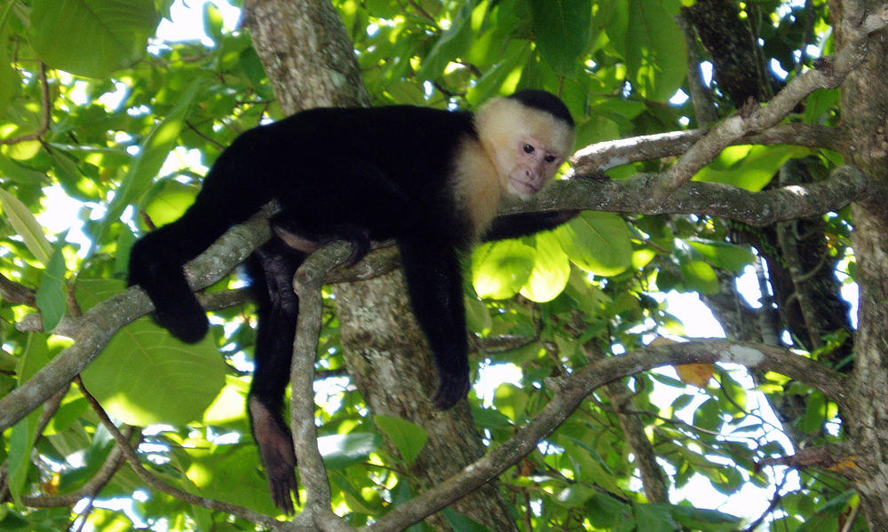 Capuchin Monkey