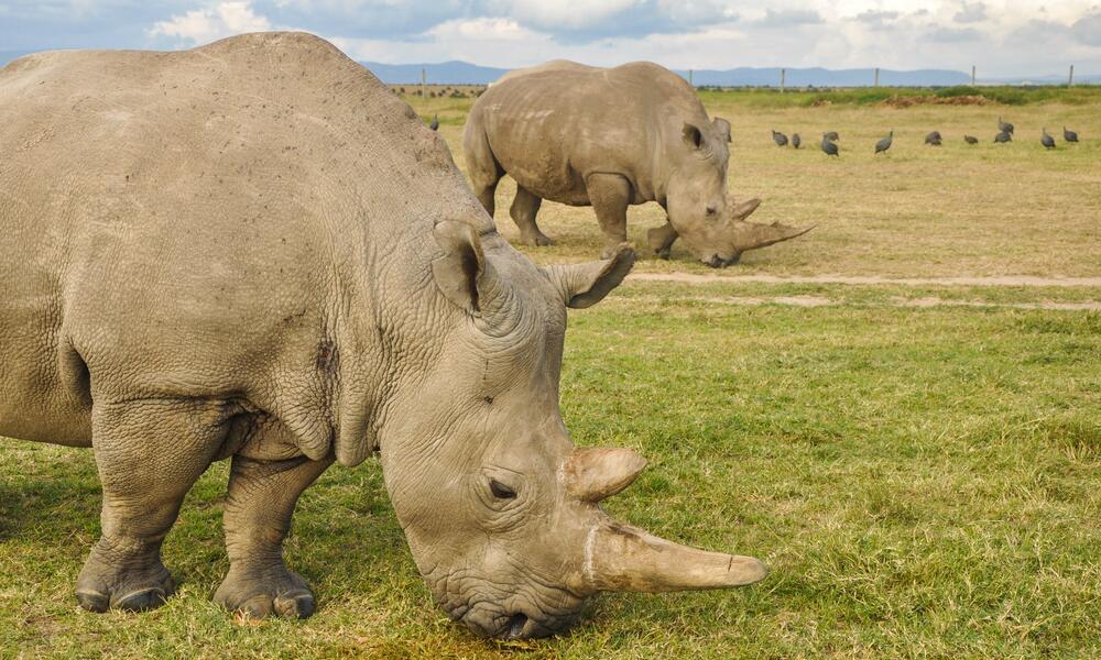 two rhinos in field_Kenya