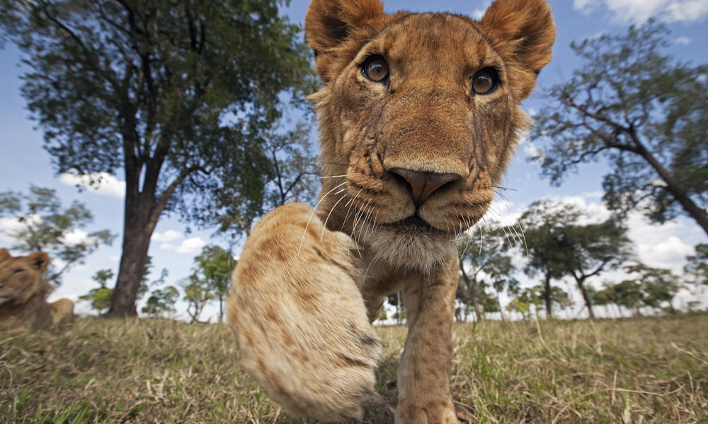 Curious Juvenile Lion