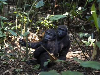 two western lowland gorillas sitting on the ground in the forest both look over their shoulders at the camera