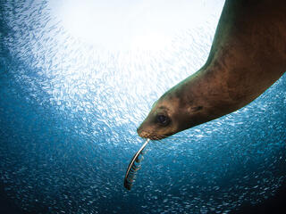 Sea lion with feather playing in fish school