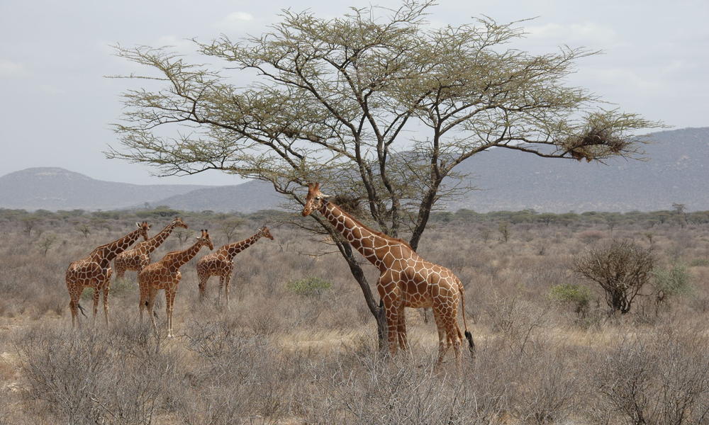 Giraffes