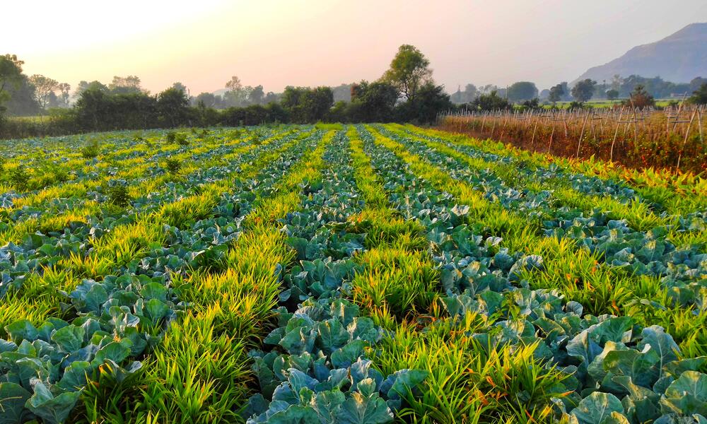 mixed-crops-shutterstock-photos-wwf