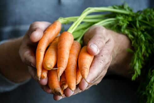 Hands holding a bundle of carrots just pulled from the ground