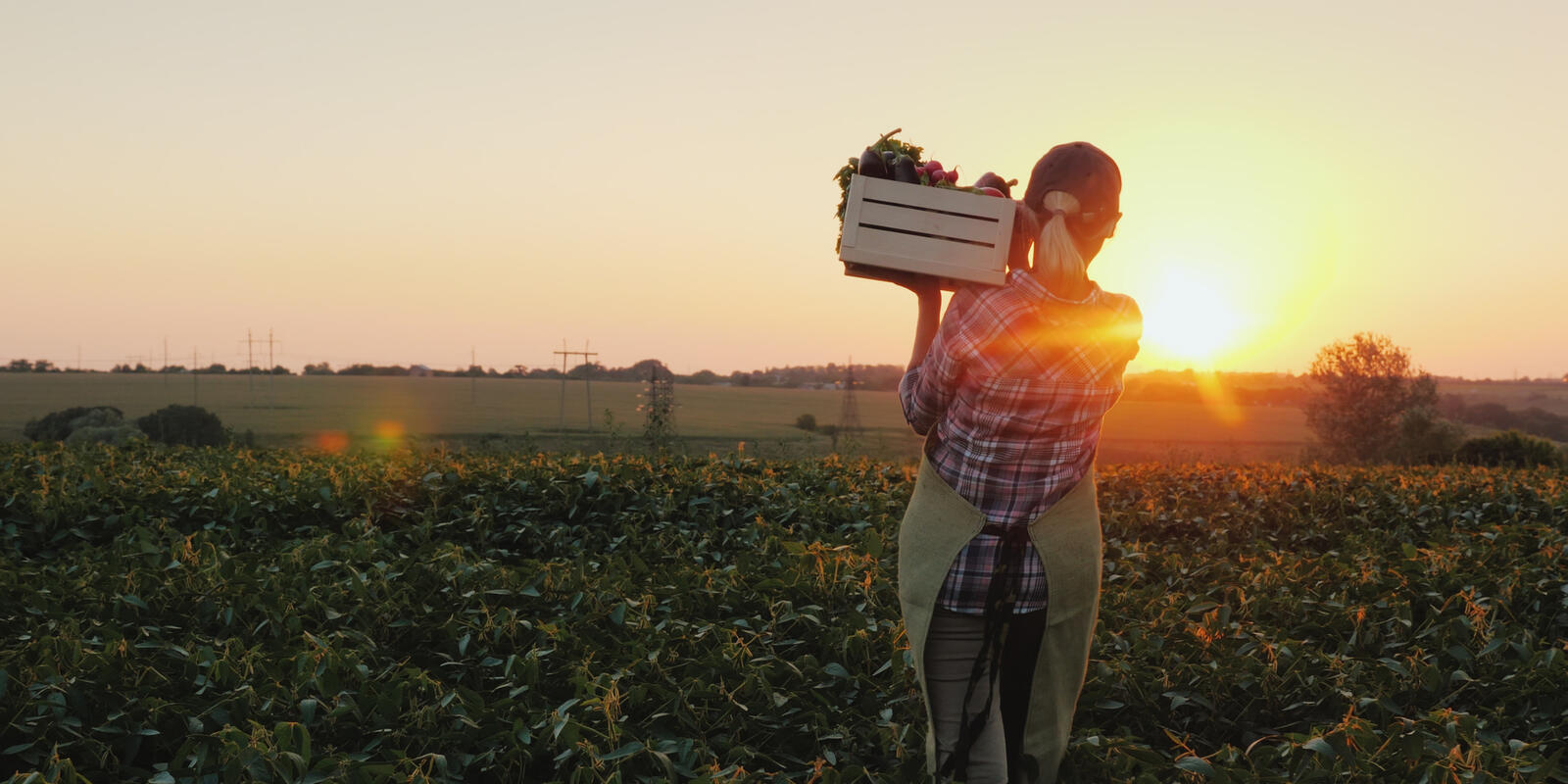 A female farmer with a box of fresh vegetables walks along her field