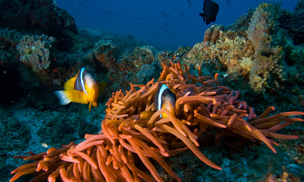 Maldives Clown Fish