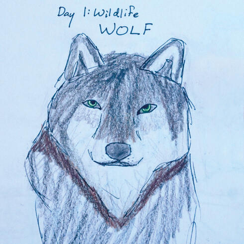 Drawing of wolf