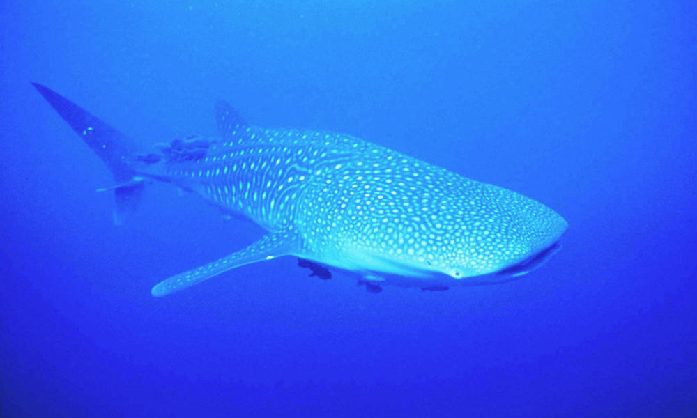 Whale Sharks