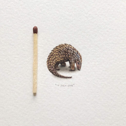 Illustration of pangolin next to match