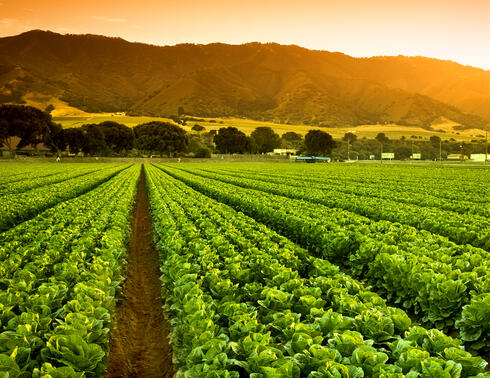 A green row panorama of fresh crops grow on an agricultural farm field in the Salinas Valley, California USA