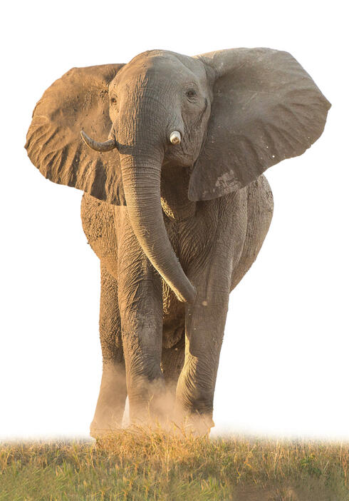 African elephant facing camera