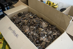 A cardboard box full of confiscated pangolin scales in varying shades of gray and brown.