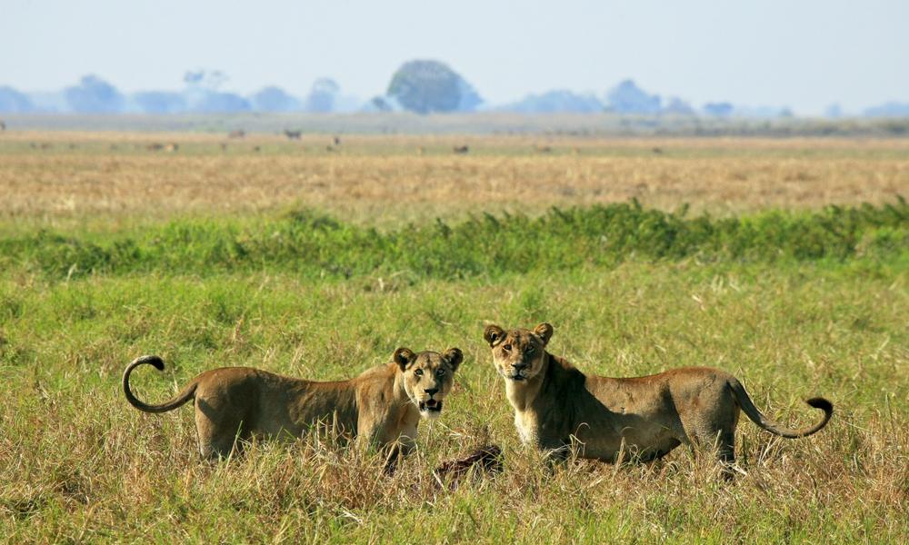 Lioness Kill