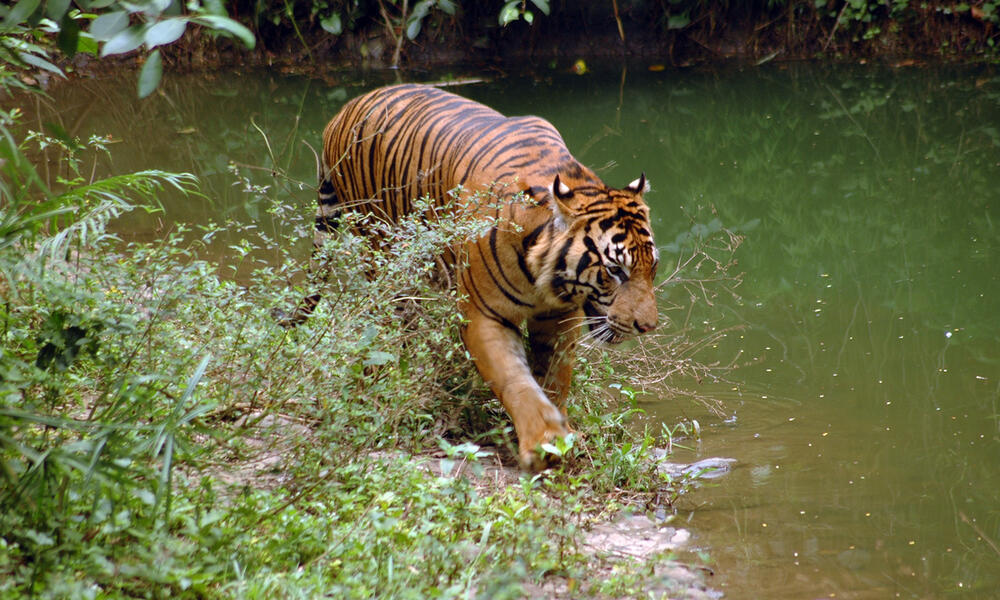 Sumatran tiger_WW229623_WWF-Indonesia | Photos | WWF