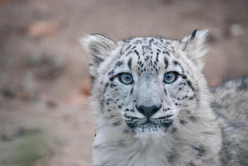 Close up portrait of a snow leopard cub looking at the camera