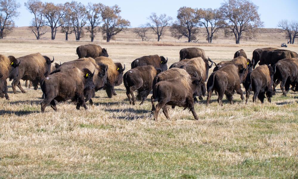 Bison walk out into a brown field