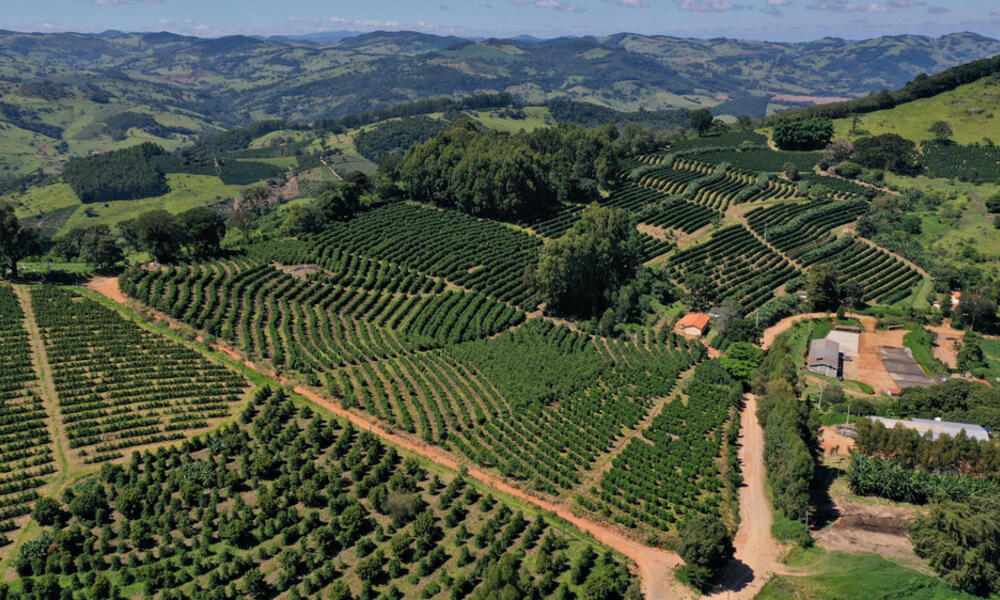 A hilltop coffee plantation benefits from robust and healthy forests ...