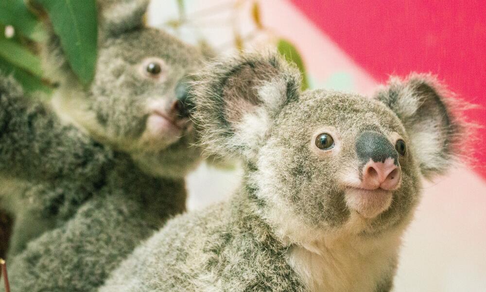 Drones Que Dispersan Semillas Y Ayudan A Restaurar Las Poblaciones De Koalas Devastadas Por Los Incendios Forestales Historias Descubre Wwf