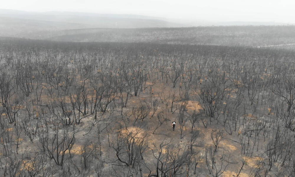 Kangaroo Island bushfire aftermath | Photos | WWF