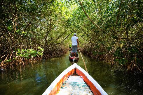rear view of a man standing up in a small boat pulling another boat along through a mangrove forest