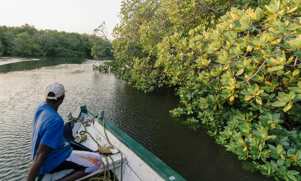 a boat patrols through mangroves Photos WWF