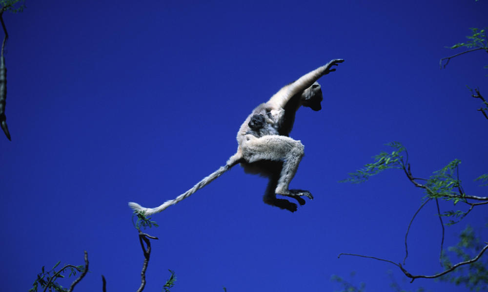 Leaping Lemurs