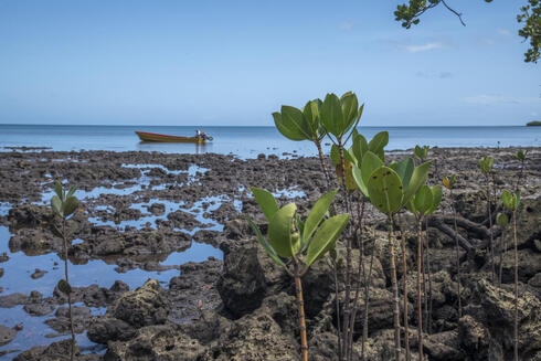 Young mangrove plants growing on the coastline with a boat on the water in the distance