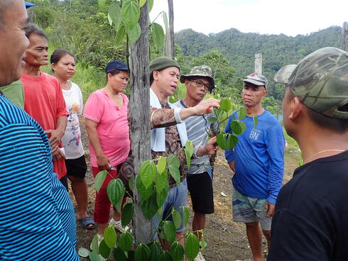 A groupd of pepper farmers gathered around a wooden stake that a green pepper vine is growing on