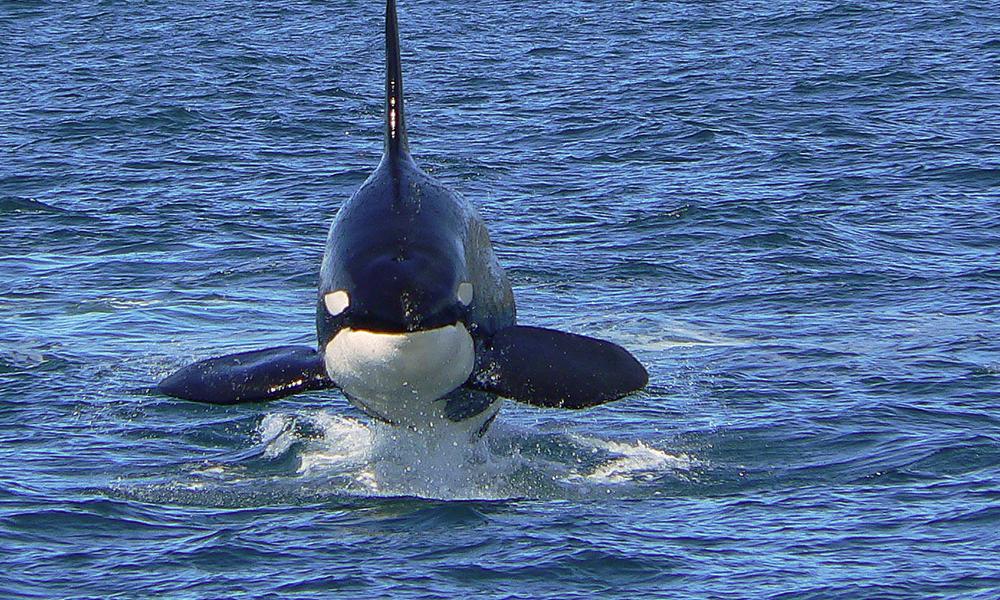 Orca Photos WWF