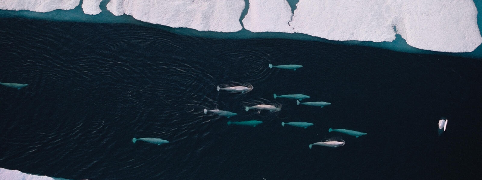 Beluga whale pod migrating through sea ice in Arctic Canada
