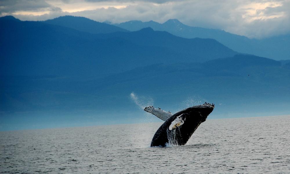Whale