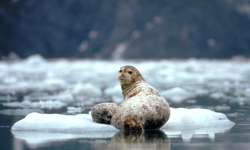Seal