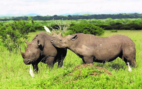 Two black rhinos stand together in tall green grass with three white birds around them