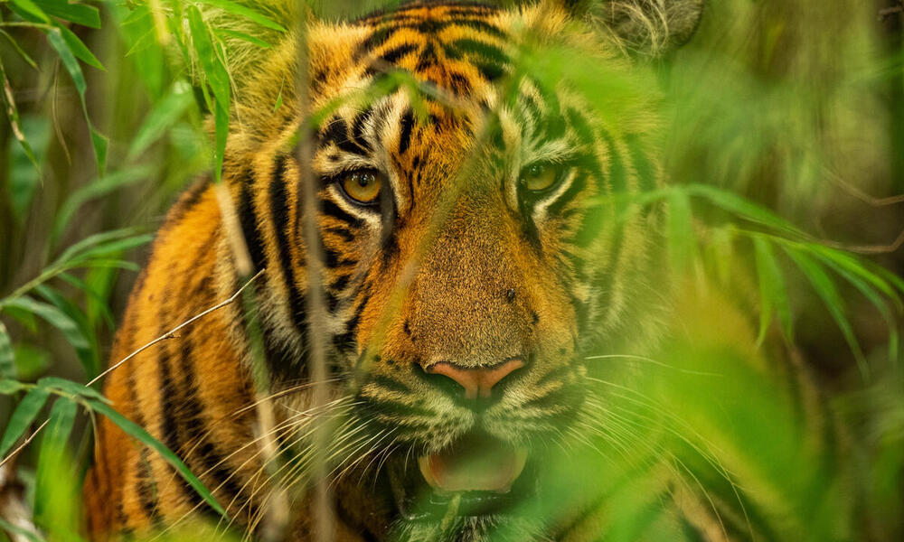 Close up portrait of an adult tiger in tall green reeds looking at the camera with its mouth open