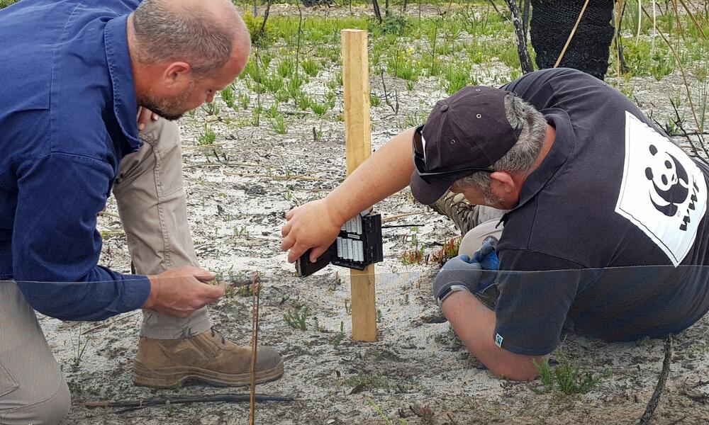 Two men crouching down on the ground to set up netting and a camera to capture images of wildlife passing by