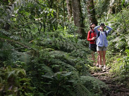 Rain Forest in Panama