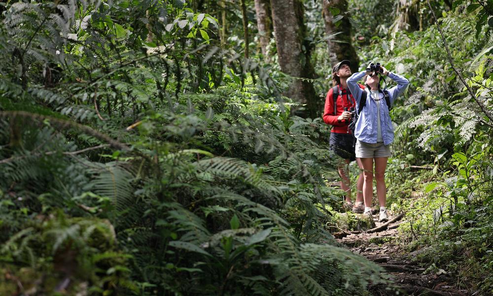 Rain Forest