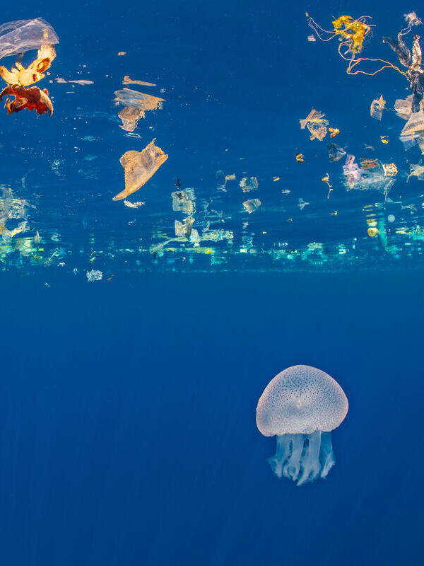 Jellyfish (Catostylus sp.) swims beneath a slick of plastic debris. Indian Ocean off Sri Lanka.