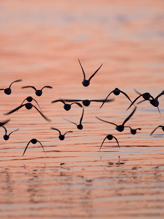 Shorebirds flying over a tidal slough at sunset in Togiak National Wildlife Refuge.