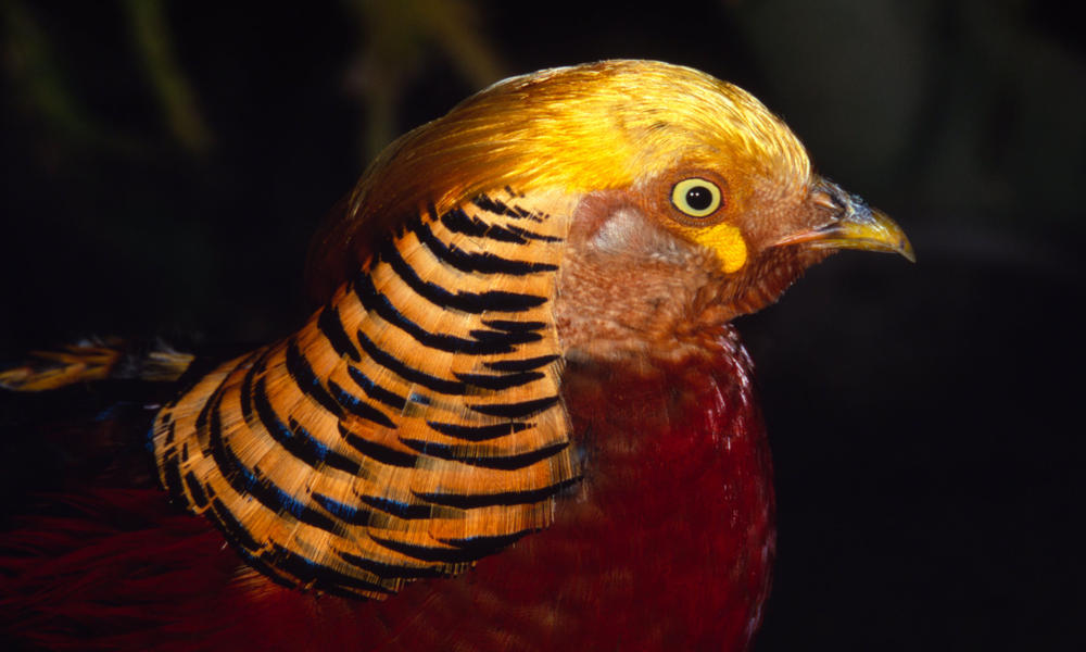 Golden Pheasant