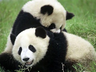 Pandas