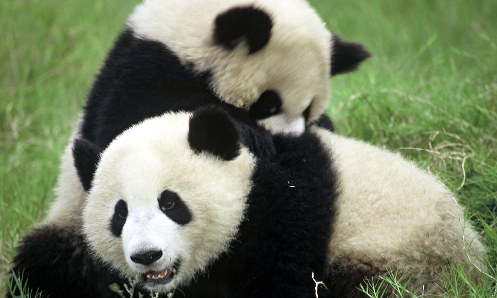 Pandas
