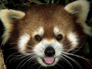 Photos & Videos | WWF