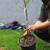 Chris Smyth, director of Common Orchard Project, demonstrates how to plant a fruit tree