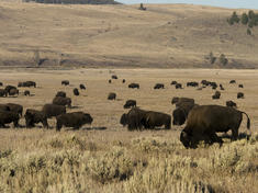 Yellowstone National Park | Tours | WWF