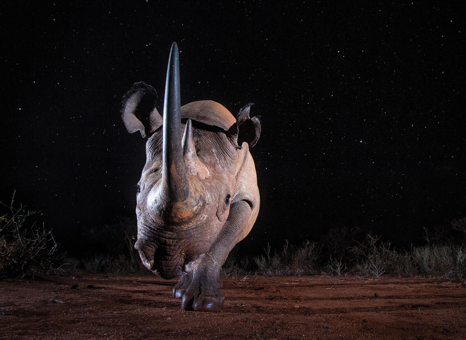 Black rhino facing camera at night