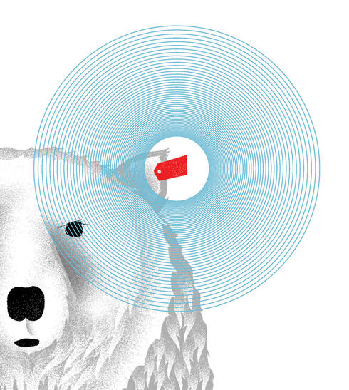 Graphic showing polar bear with ear tag